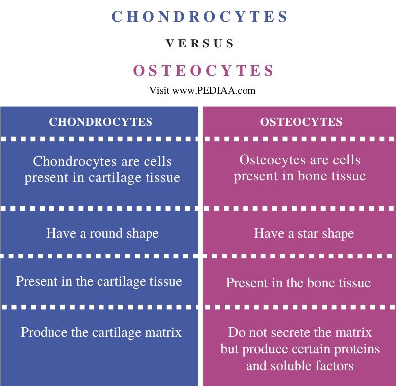 Difference Between Chondrocytes and Osteocytes - Comparison Summary