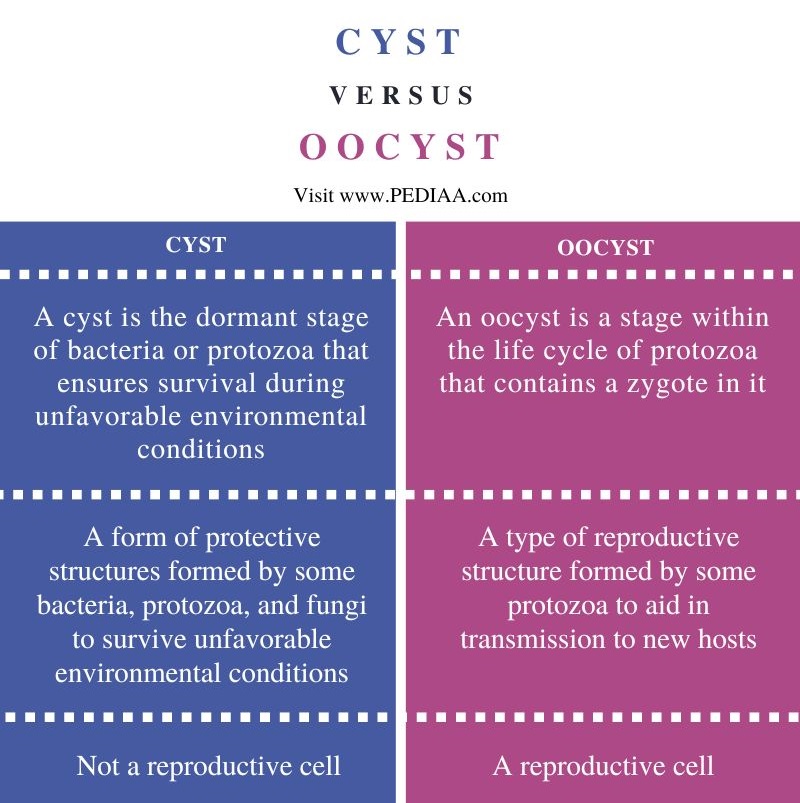 Difference Between Cyst and Oocyst - Comparison Summary