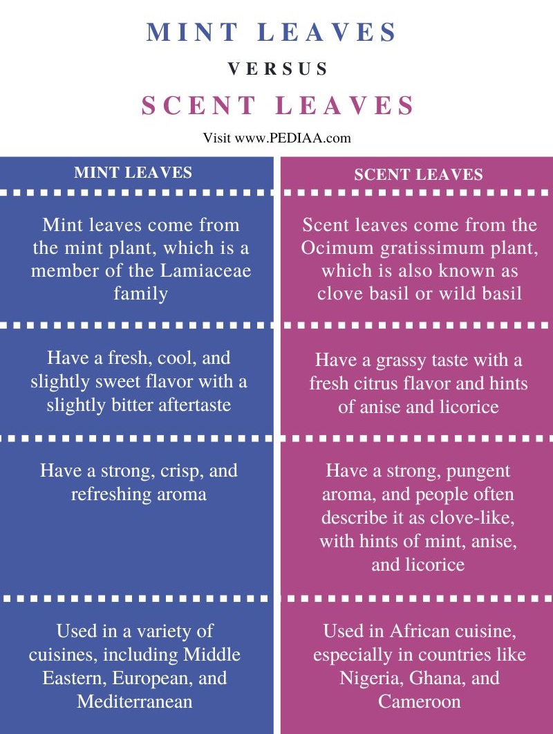 Difference Between Mint Leaves and Scent Leaves - Comparison Summary