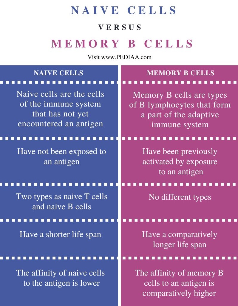 What Is The Difference Between Naive And Memory B Cells - Pediaa.Com