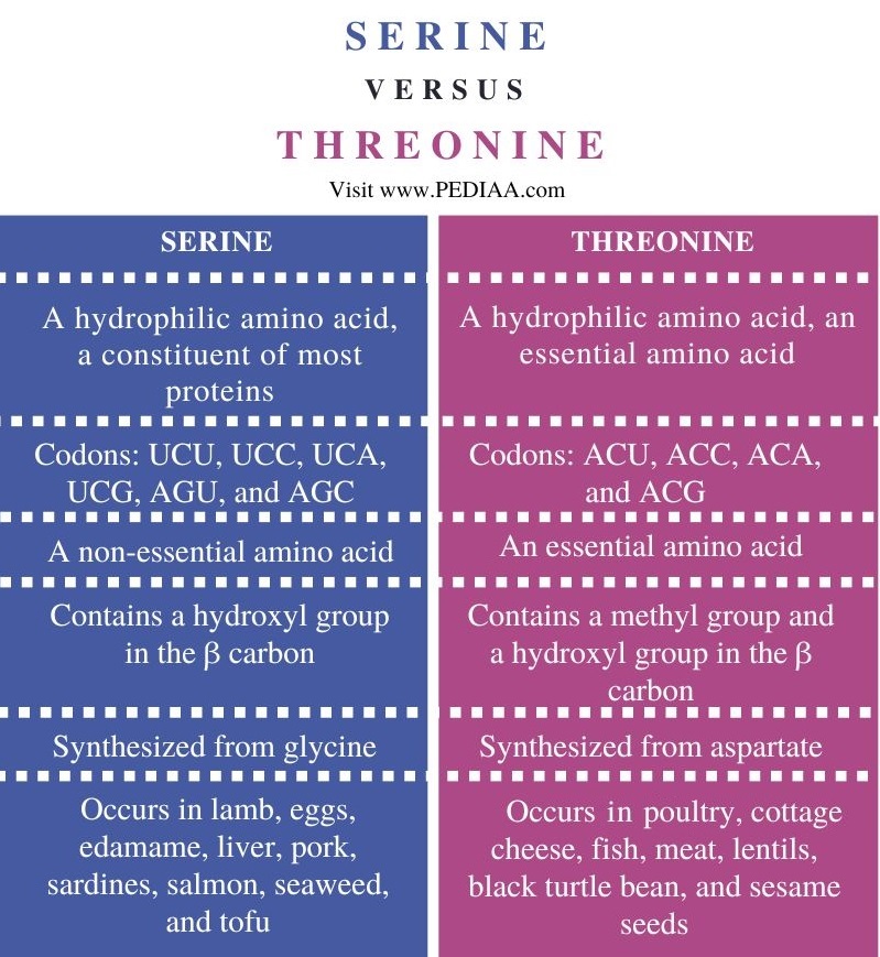 Difference Between Serine and Threonine -Comparison Summary