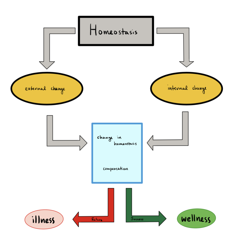 Compare Homeostasis and Thermoregulation - What's the difference?