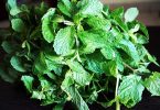Compare Mint Leaves and Scent Leaves - What's the difference?