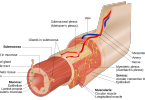Compare Mucous Membrane and Serous Membrane - What's the difference?
