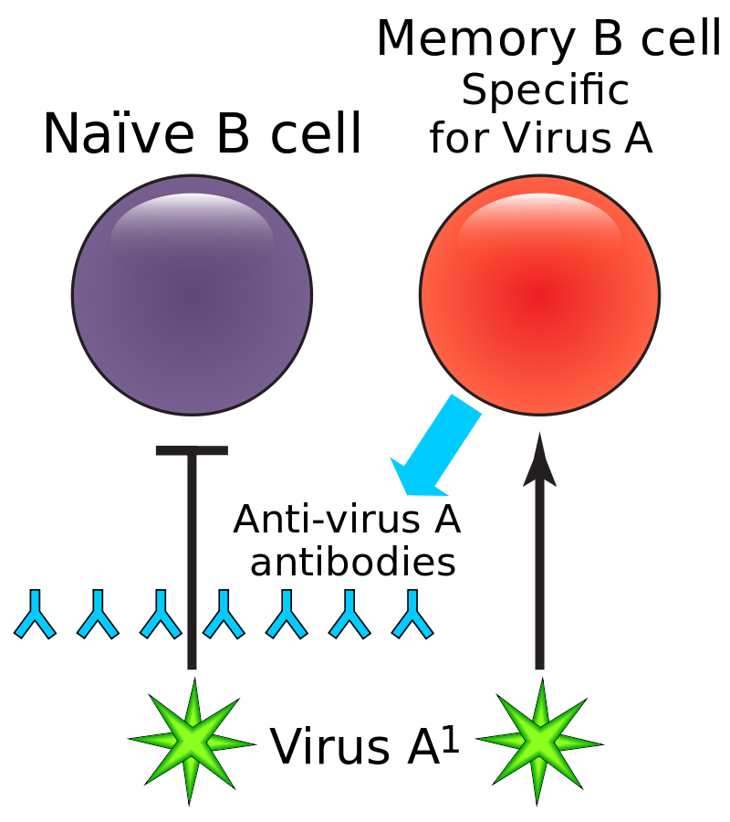 What Is The Difference Between Naive And Memory B Cells - Pediaa.Com