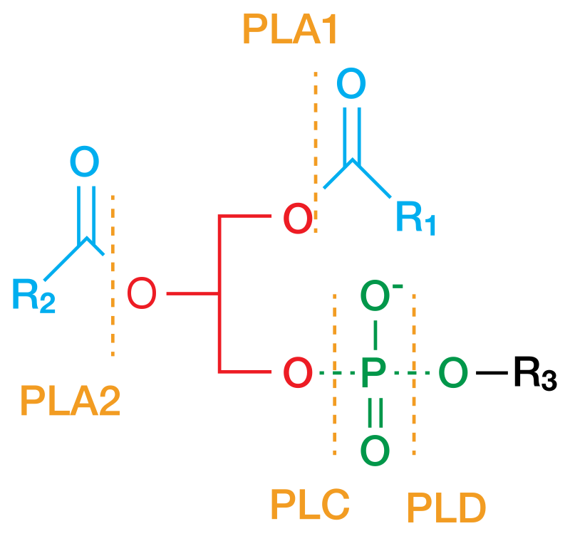 What Is The Difference Between Phospholipase A And Phospholipase C ...