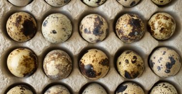 Compare Quail Eggs and Chicken Eggs - What's the difference?