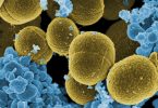 Compare Staphylococcus Aureus and Enterococcus Faecalis - What's the difference?