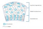 Compare Chondrocytes and Osteocytes - What's the difference?