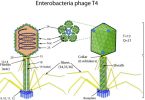 Compare T4 and T7 Bacteriophage - What's the difference?