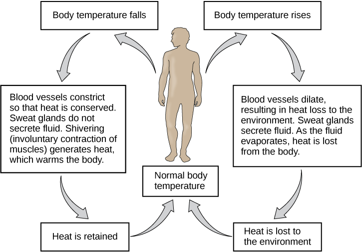 Homeostasis vs Thermoregulation