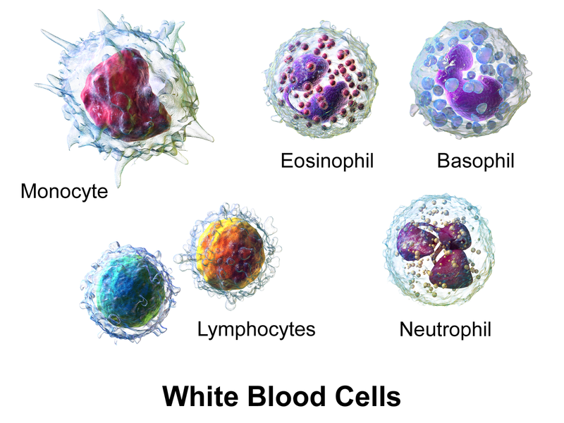What is the Difference Between Antibodies and White Blood Cells What is the Difference Between Antibodies and White Blood Cells