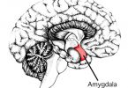Compare Left and Right Amygdala - What's the difference?