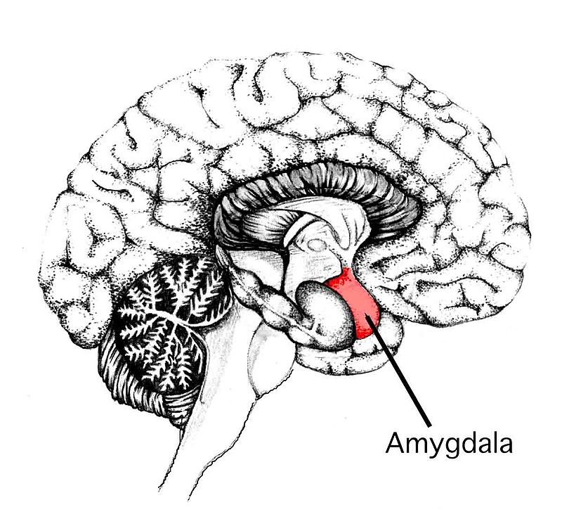 Compare Left and Right Amygdala - What's the difference?