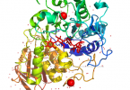 Compare Amylase and Lipase - What's the difference?