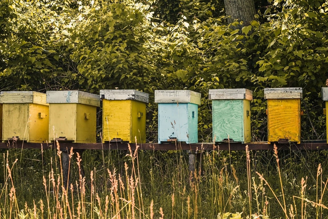 Beehive vs Honeycomb
