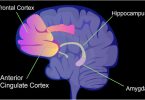 Compare Hippocampus and Hypothalamus - What's the difference?