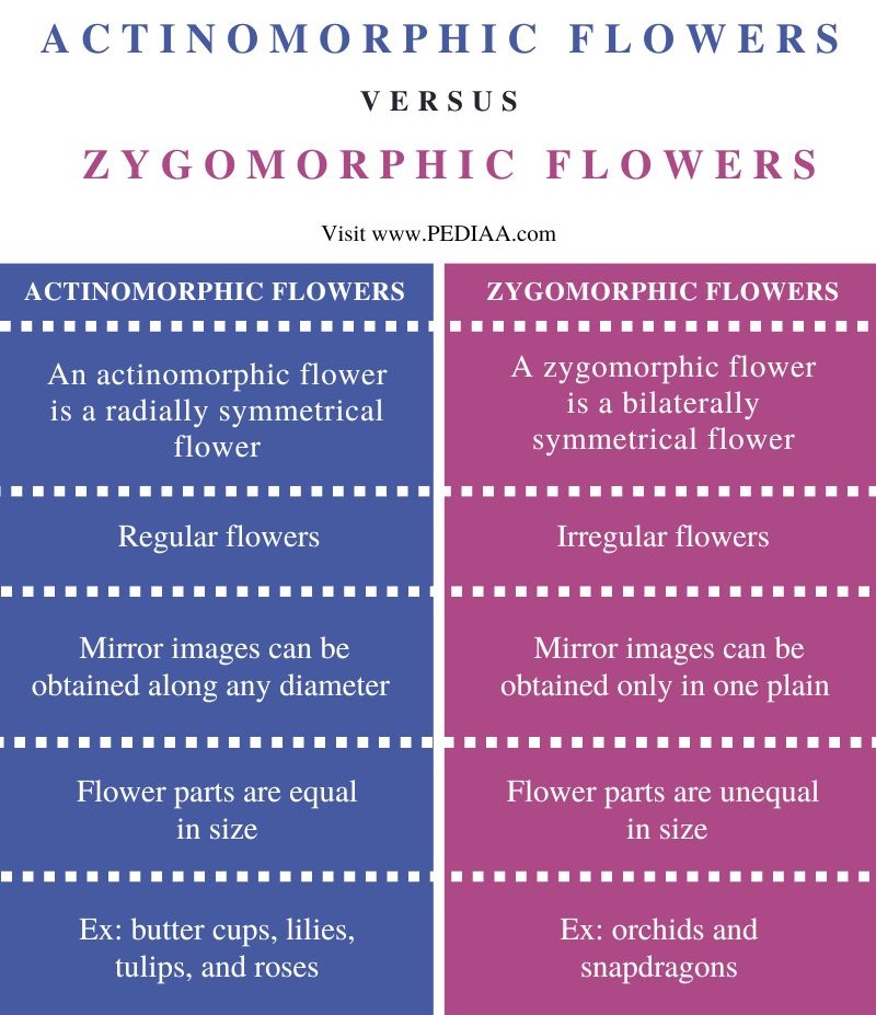 What Is The Difference Between Actinomorphic And Zygomorphic Flower ...