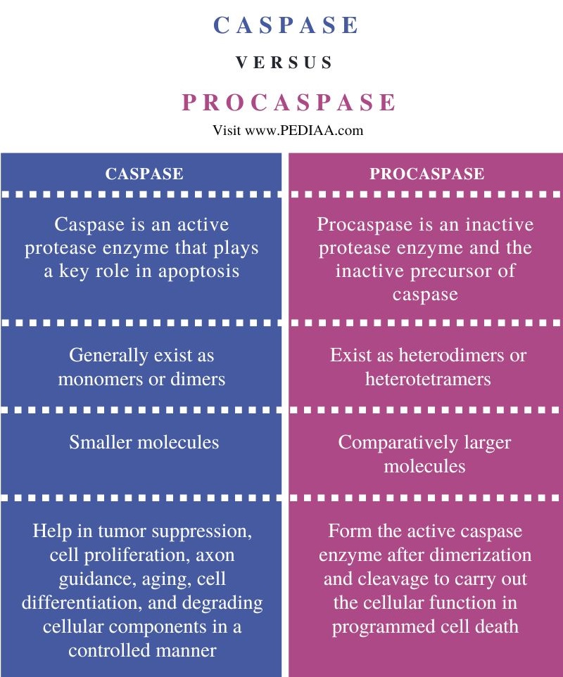 Difference Between Caspase and Procaspase - Comparison Summary