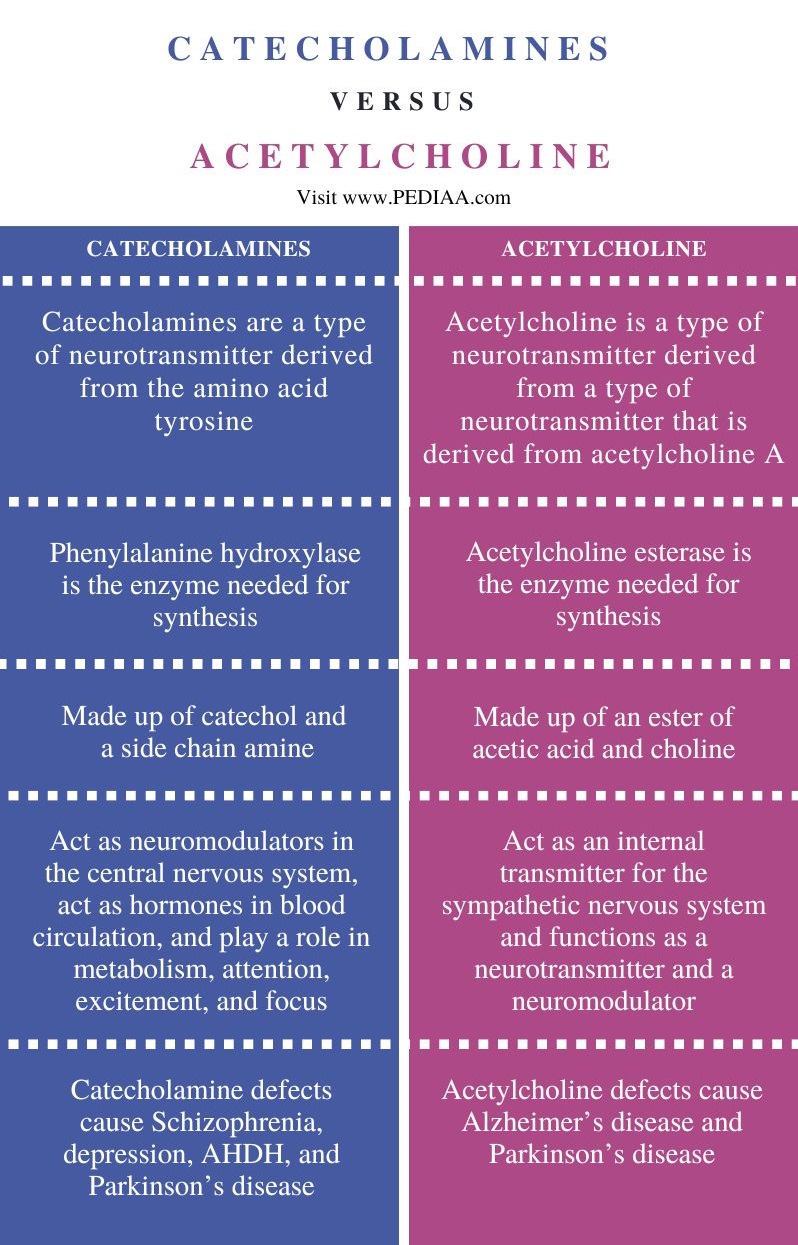 Difference Between Catecholamines and Acetylcholine - Comparison Summary