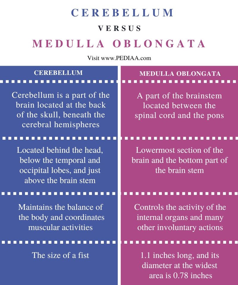 Difference Between Cerebellum and Medulla Oblongata - Comparison Summary