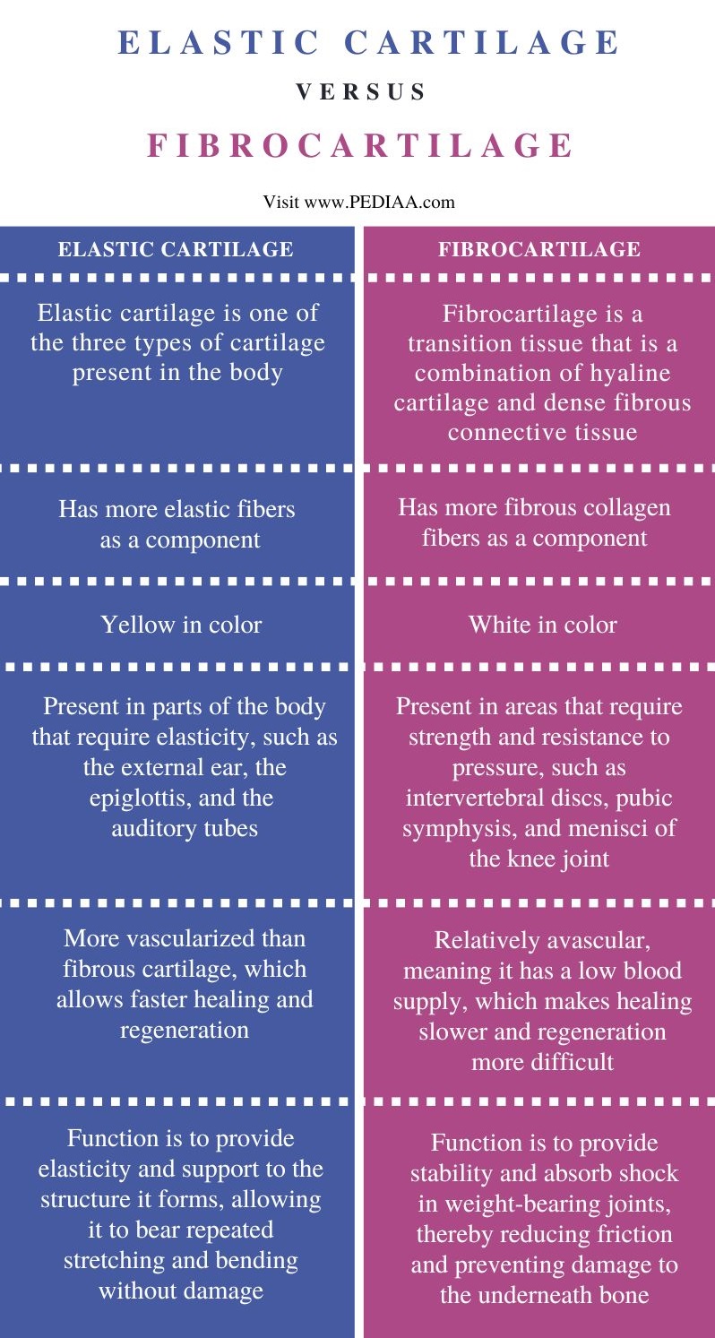 Difference Between Elastic Cartilage and Fibrocartilage - Comparison Summary