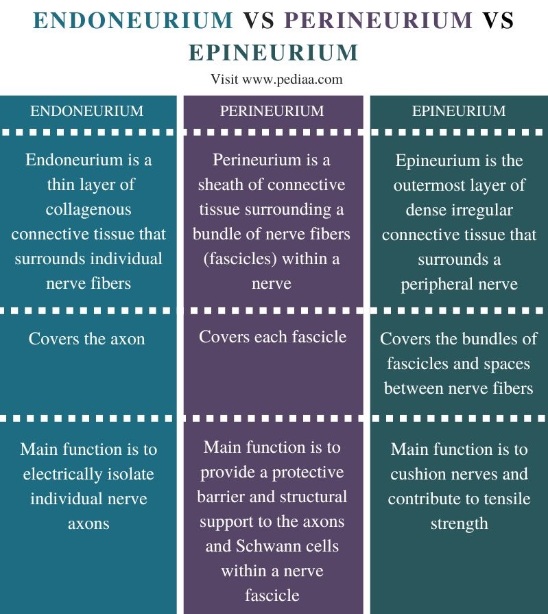 Difference Between Endoneurium Perineurium and Epineurium - Comparison Summary