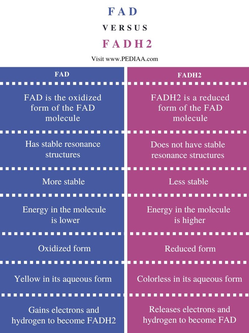 Difference Between FAD and FADH2 - Comparison Summary