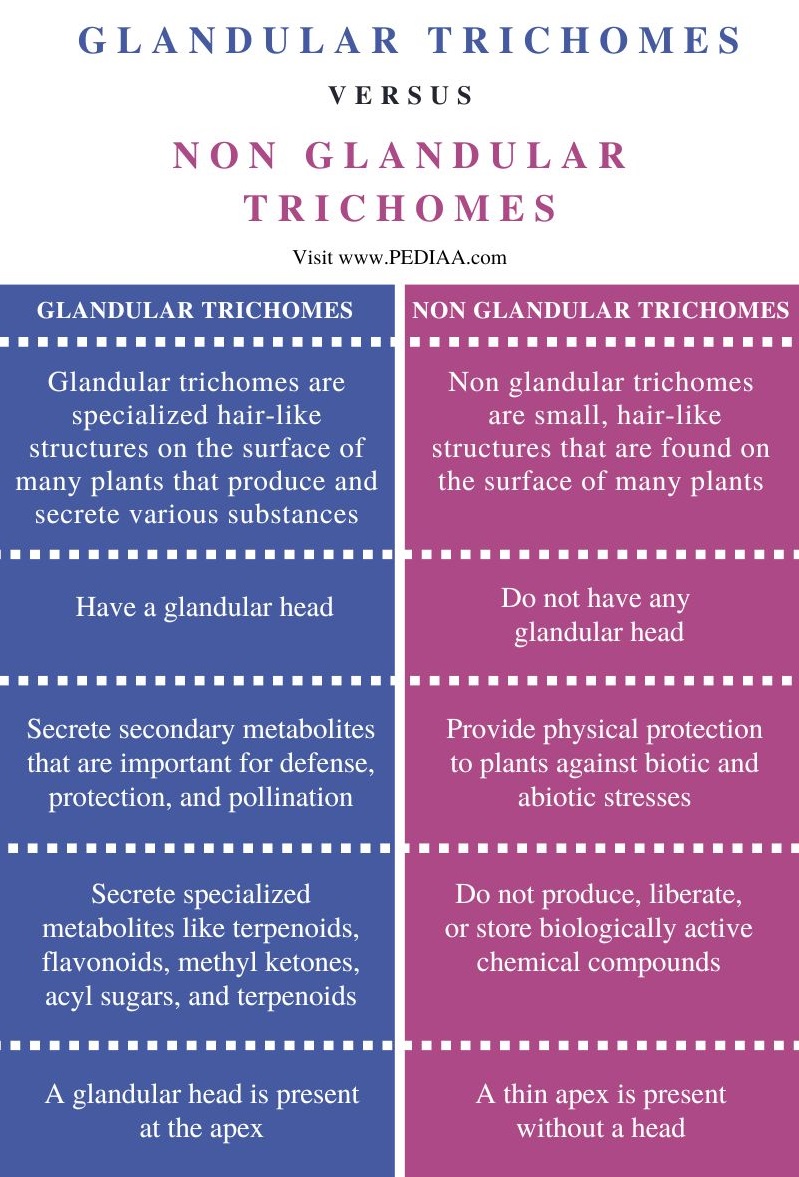 Difference Between Glandular and Non-Glandular Trichomes - Comparison Summary
