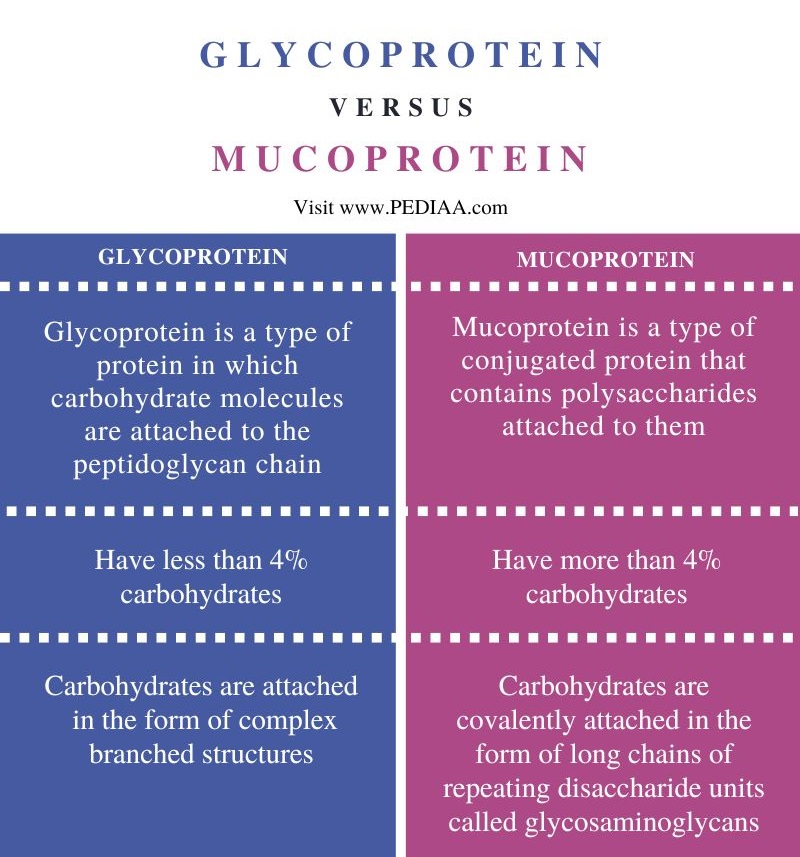 Difference Between Glycoprotein and Mucoprotein - Comparison Summary