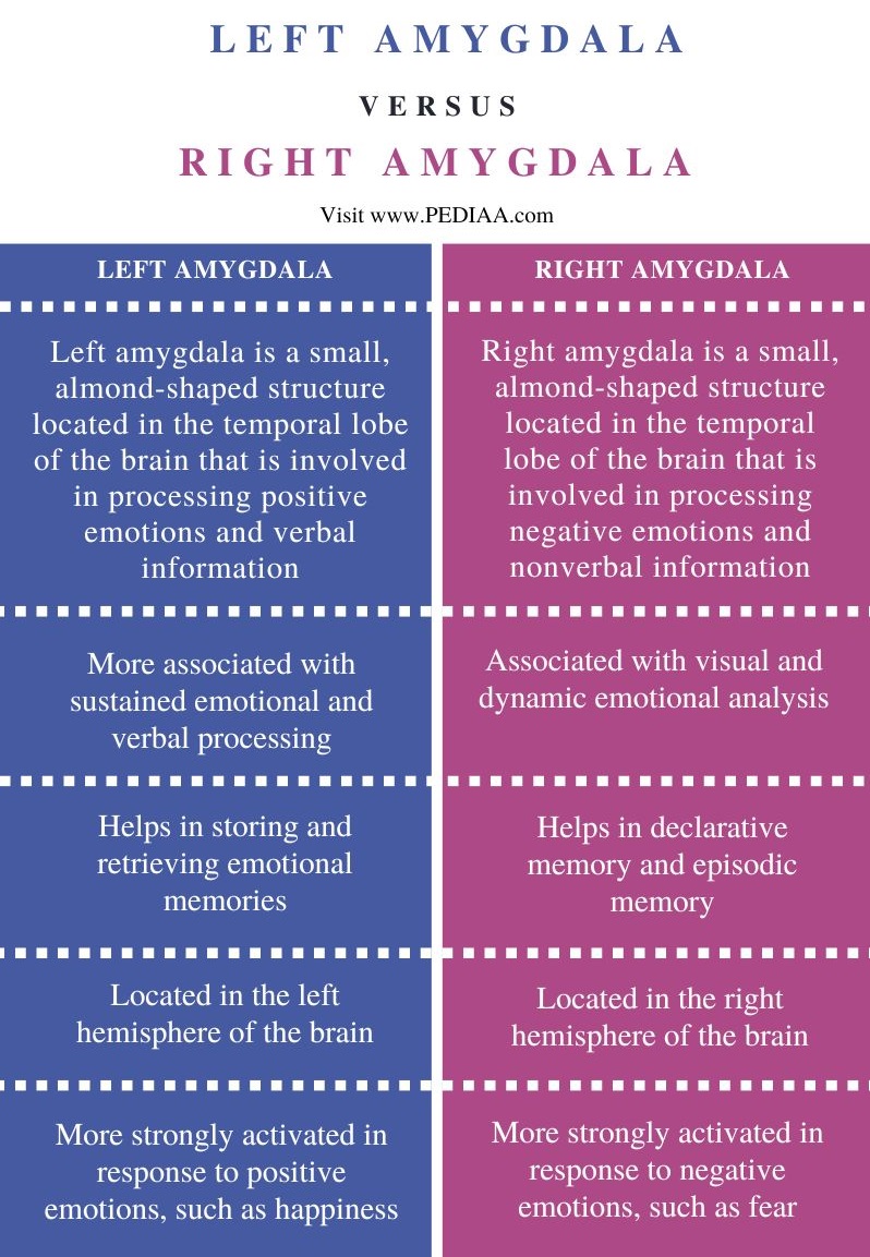 Difference Between Left and Right Amygdala - Comparison Summary