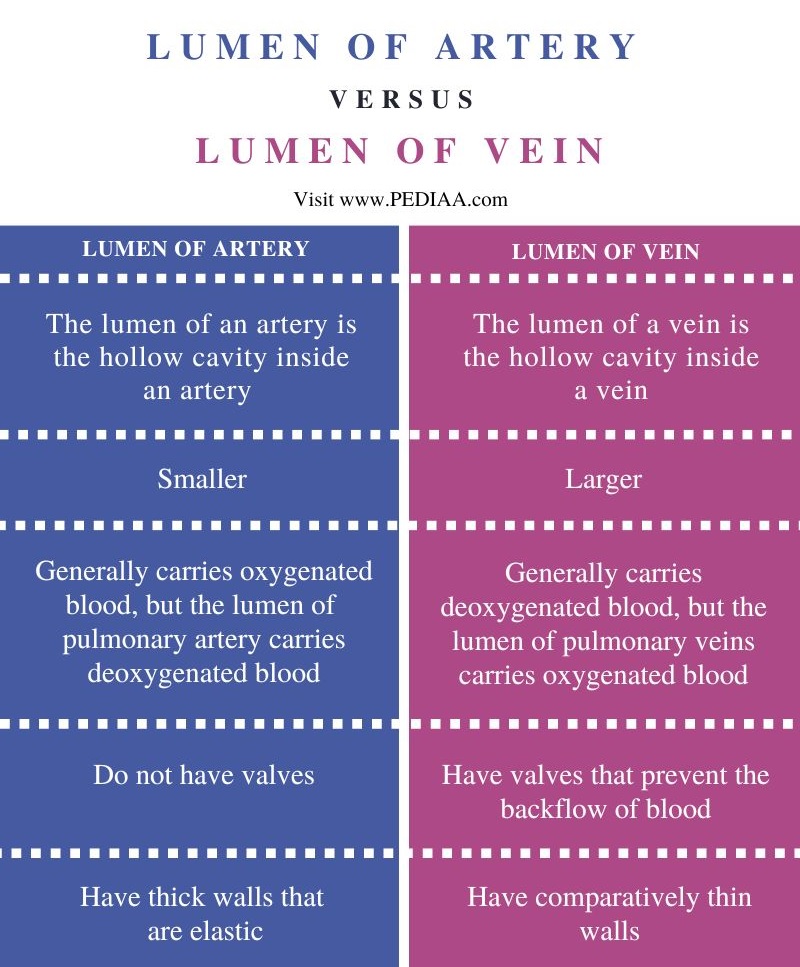 Difference Between Lumen of Artery and Vein - Comparison Summary