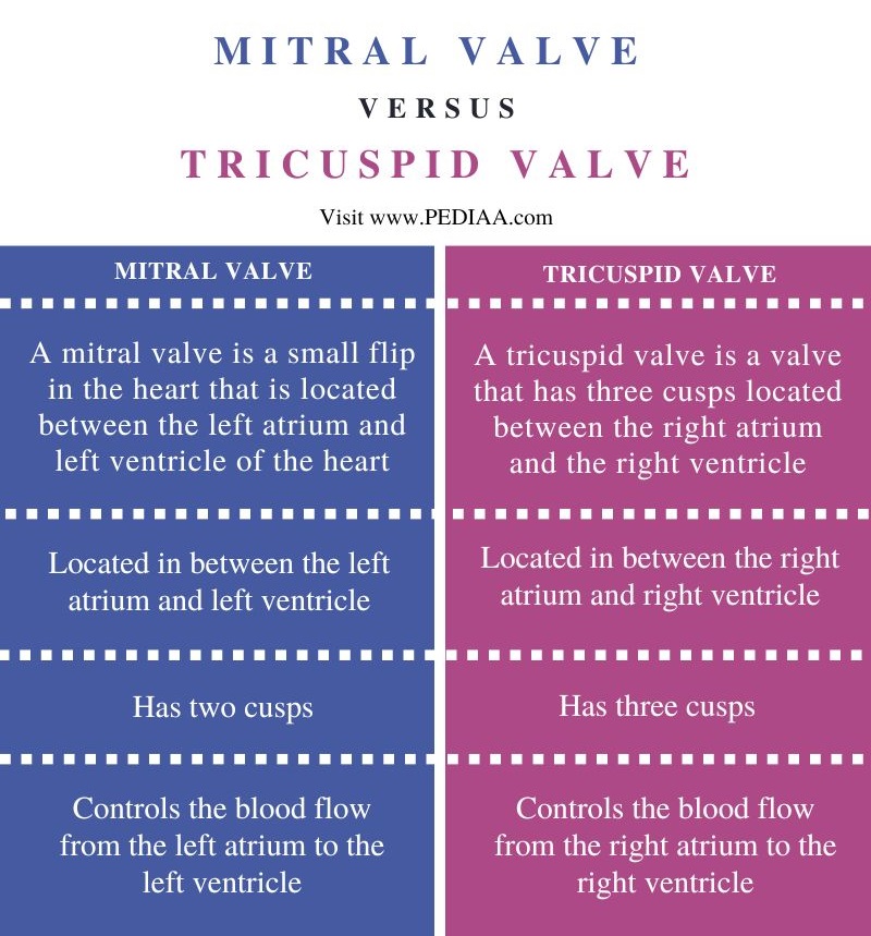 Difference Between Mitral Valve and Tricuspid Valve - Comparison Summary