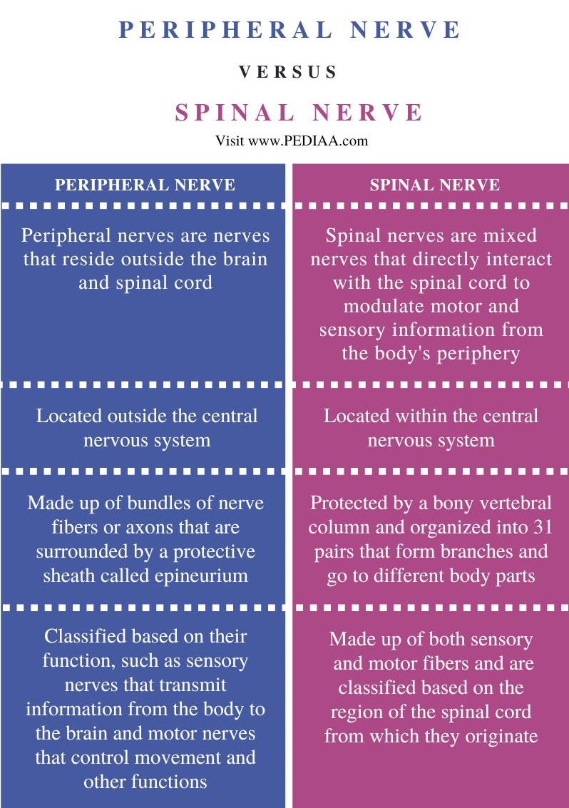 Difference Between Peripheral Nerve and Spinal Nerve - Comparison Summary