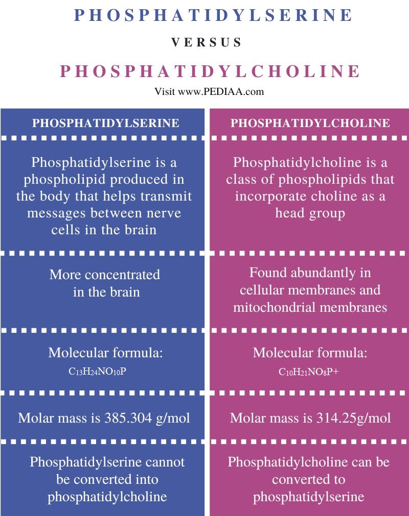 Difference Between Phosphatidylserine and Phosphatidylcholine - Comparison Summary