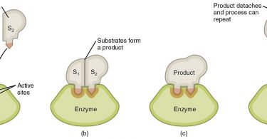 Compare Enzymatic and Non Enzymatic Reactions - What's the difference?