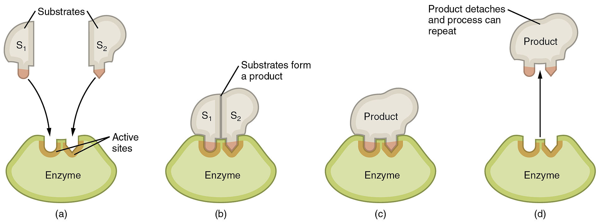Compare Enzymatic and Non Enzymatic Reactions - What's the difference?