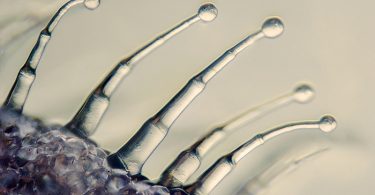 Compare Glandular vs Non-Glandular Trichomes - What's the difference?