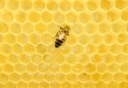 Compare Beehive and Honeycomb - What's the difference?