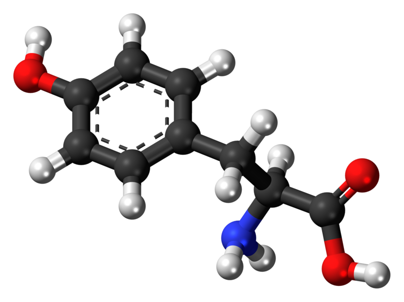 L-Theanine vs L-Tyrosine