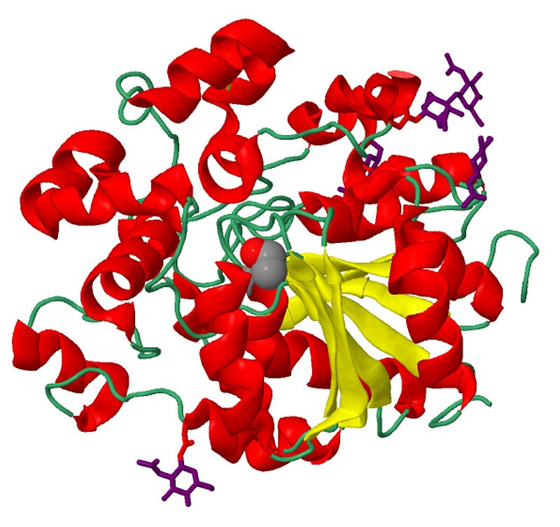 Amylase vs Lipase