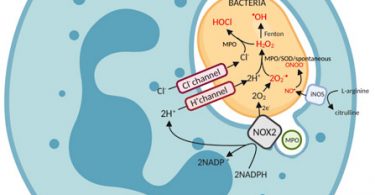 Compare Free Radicals and Reactive Oxygen Species - What's the difference?
