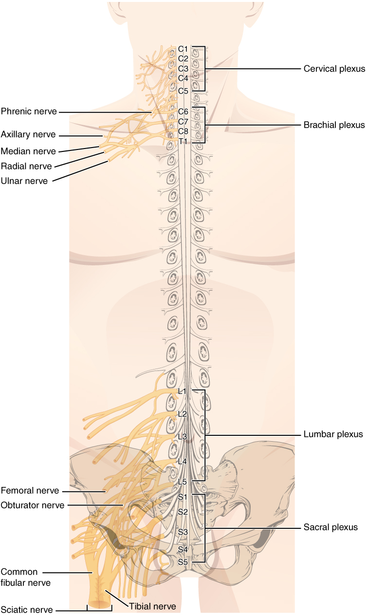 Peripheral Nerve vs Spinal Nerve