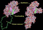 DNA Polymerase vs Klenow Fragment