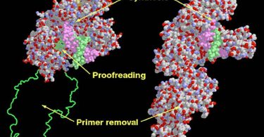 DNA Polymerase vs Klenow Fragment