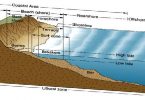 Compare Littoral and Limnetic Zone - What is the Difference?