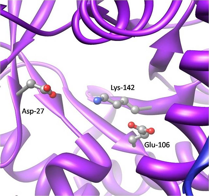 What is the Difference Between Transketolase and Transaldolase
