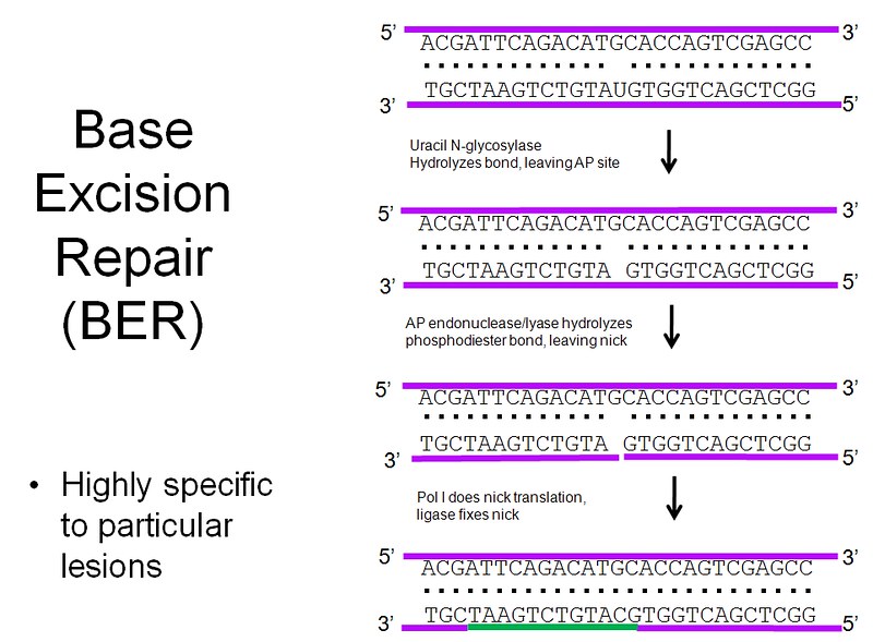 What Is The Difference Between Base Excision Repair And Mismatch Repair ...
