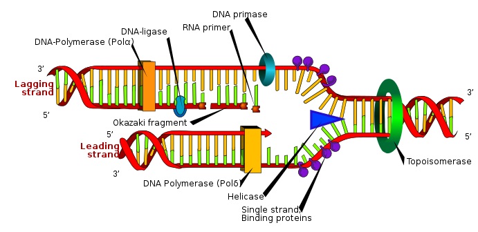 How Does Helicase Unwind Dna Pediaacom 5070