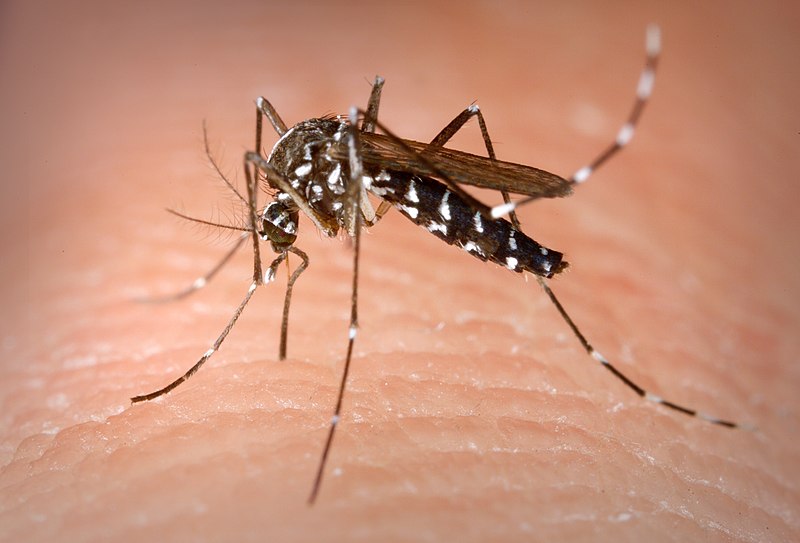 What is the Difference Between Arbovirus Arenavirus and Filovirus ...